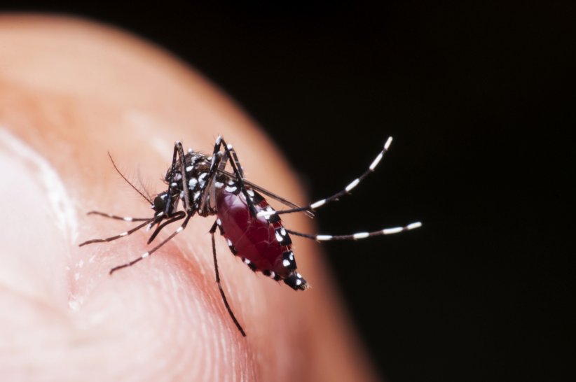 La dengue La dengue