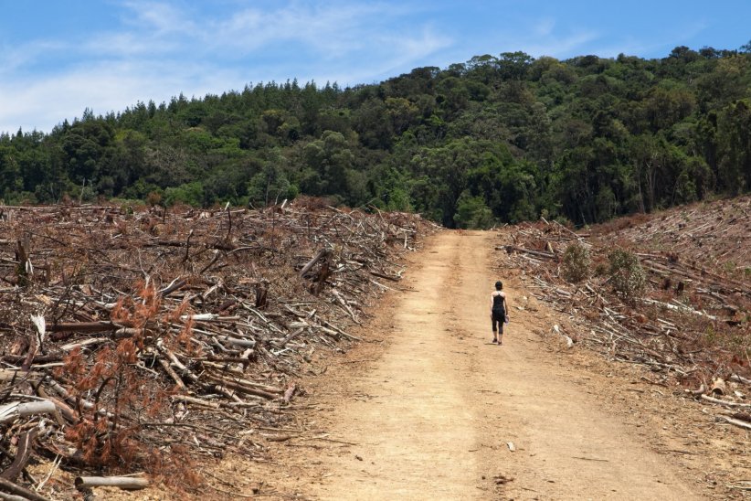 Déforestation : l'avocat prend de la place Déforestation : l'avocat prend de la place
