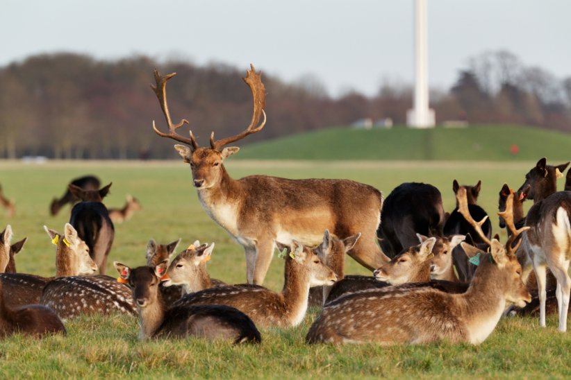 Le Phoenix Parc pour partir à la recherche des cerfs Le Phoenix Parc pour partir à la recherche des cerfs