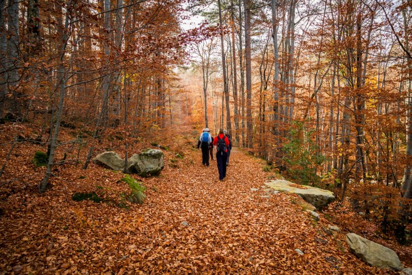 La forêt de Vizzavona (Corse) La forêt de Vizzavona (Corse)