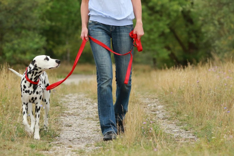Maîtrisez vos animaux Maîtrisez vos animaux