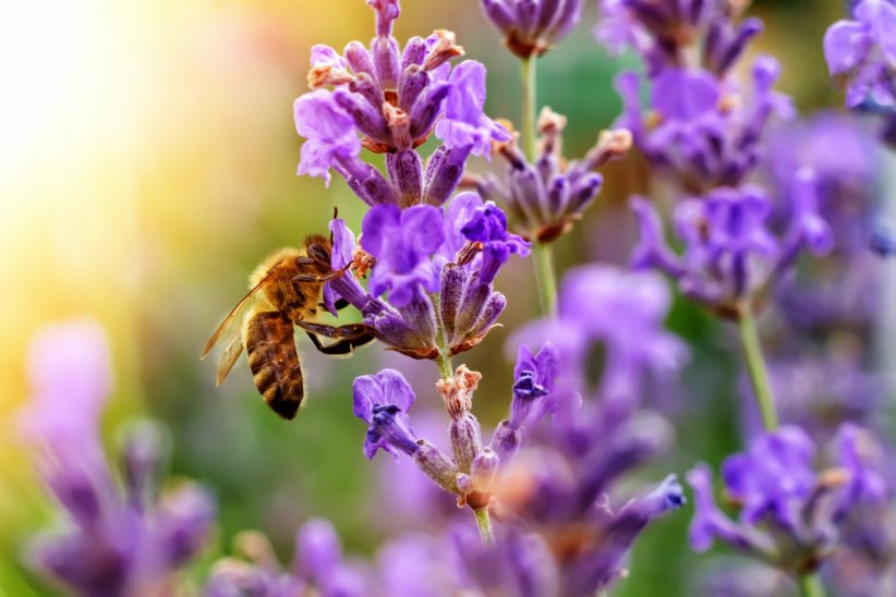 Papillons et abeilles, il faut protéger Papillons et abeilles, il faut protéger