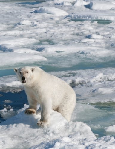 10 choses à savoir sur la fonte des glaces
