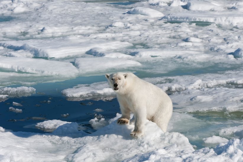 Les animaux polaires, ces réfugiés climatiques Les animaux polaires, ces réfugiés climatiques