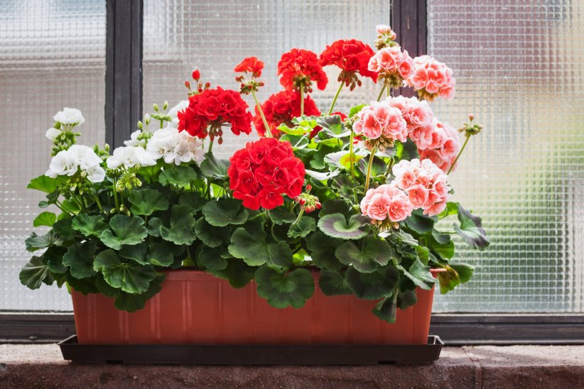 Planter des géraniums citronnés Planter des géraniums citronnés