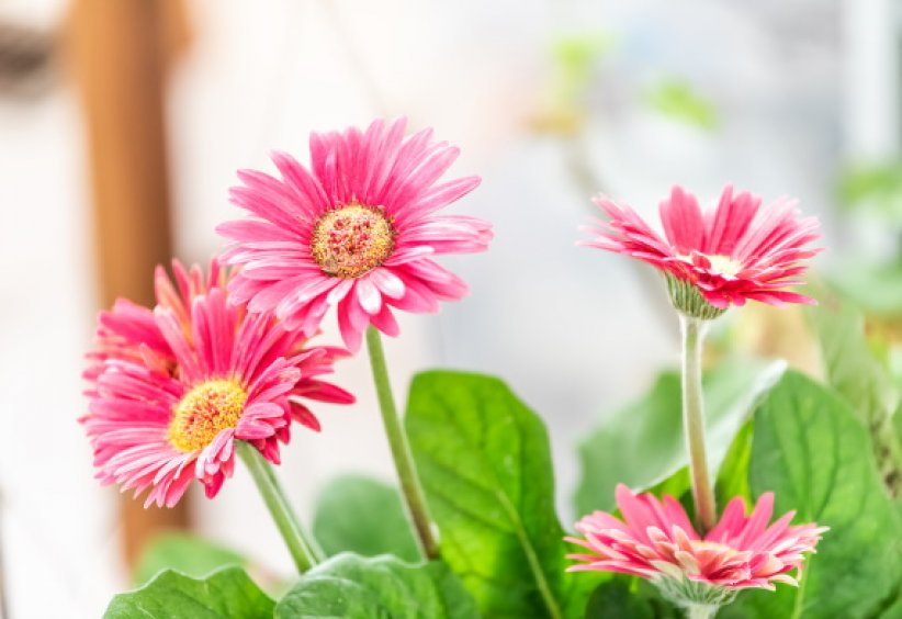 Les gerberas : en intérieur comme en extérieur Les gerberas : en intérieur comme en extérieur