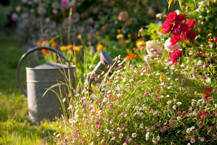 Des pesticides, il faut se débarrasser Des pesticides, il faut se débarrasser
