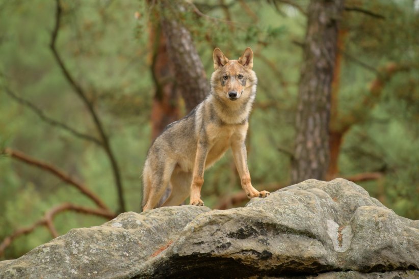 Le loup rouge Le loup rouge