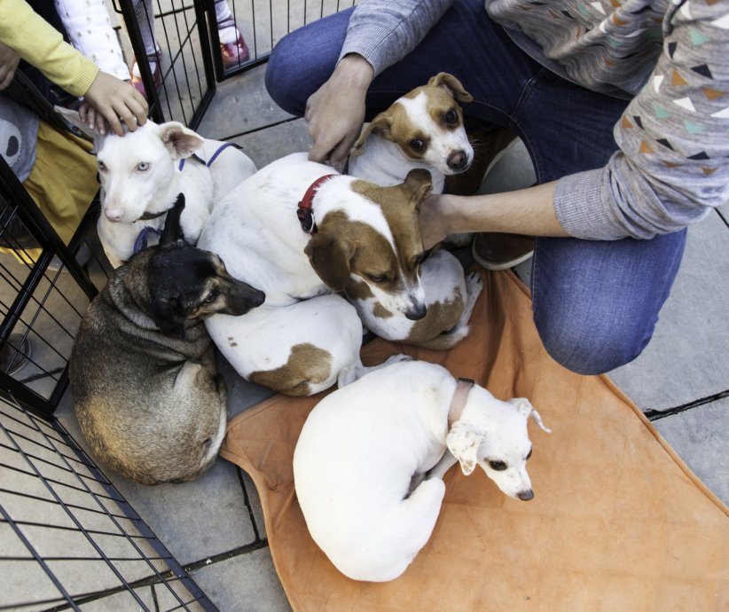 Un coût d'adoption moins onéreux qu'en animalerie Un coût d'adoption moins onéreux qu'en animalerie