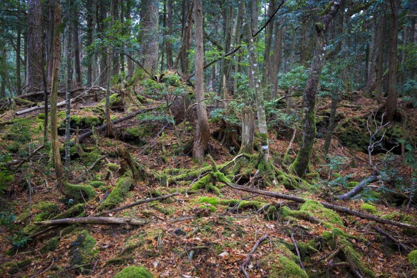 Aokigahara ou la forêt des suicides Aokigahara ou la forêt des suicides