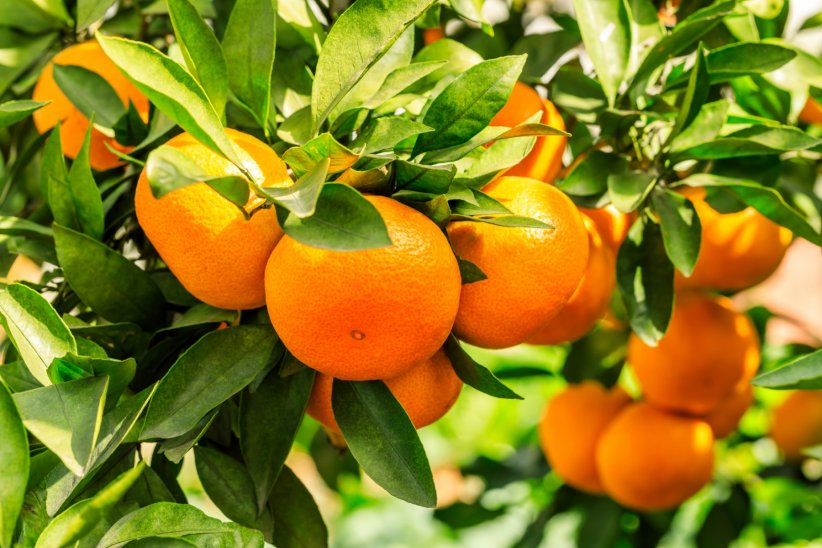 Miser sur les fruits saisonniers Miser sur les fruits saisonniers