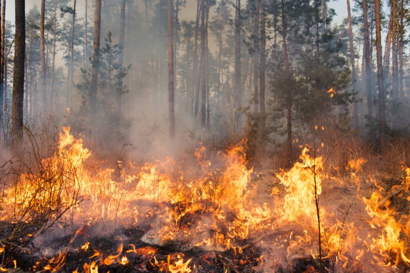 L'augmentation considérable des feux de forêts L'augmentation considérable des feux de forêts