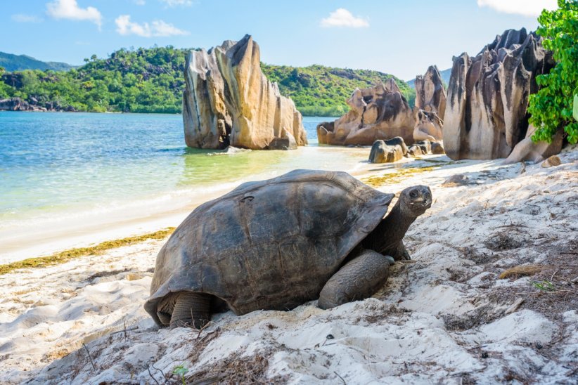 L'île des tortues, Australie L'île des tortues, Australie