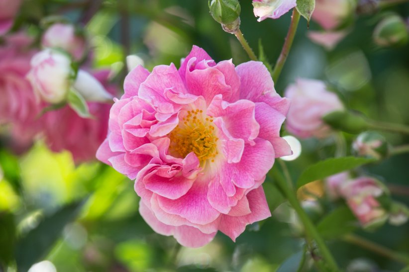 La rose de provins, pour mieux digérer La rose de provins, pour mieux digérer