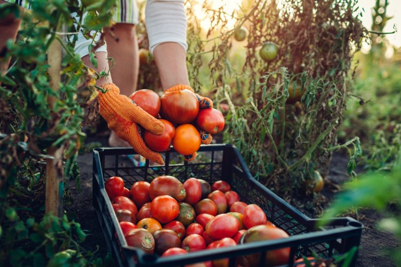 Choisir des plantes sûres et faciles Choisir des plantes sûres et faciles