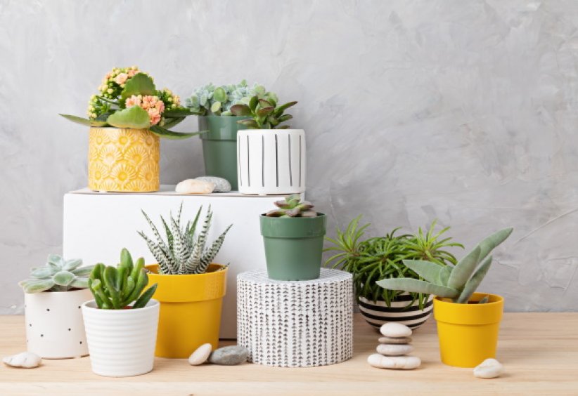 Lui offrir une plante Lui offrir une plante