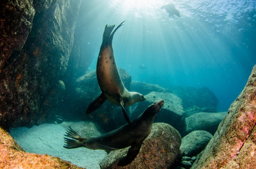 La mer de Cortez au Mexique pour jouer avec les otaries La mer de Cortez au Mexique pour jouer avec les otaries