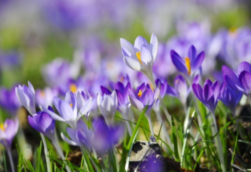 Les crocus : de vraies dure à cuir Les crocus : de vraies dure à cuir