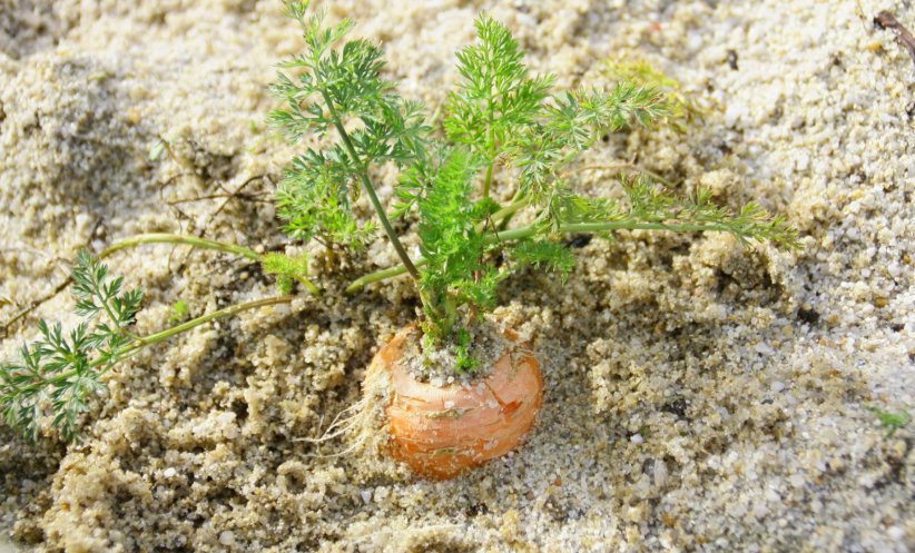 L'enfouissement, la méthode de conservation oubliée L'enfouissement, la méthode de conservation oubliée