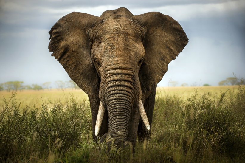 L'éléphant d'Asie L'éléphant d'Asie