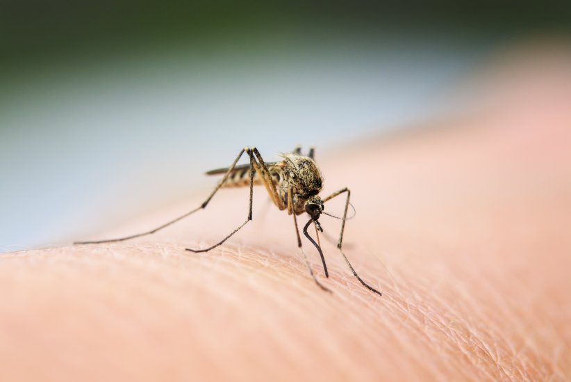 La filariose lymphatique La filariose lymphatique