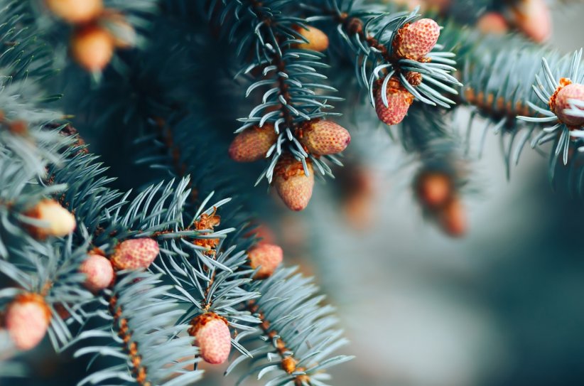 Les indispensables branches de sapin Les indispensables branches de sapin