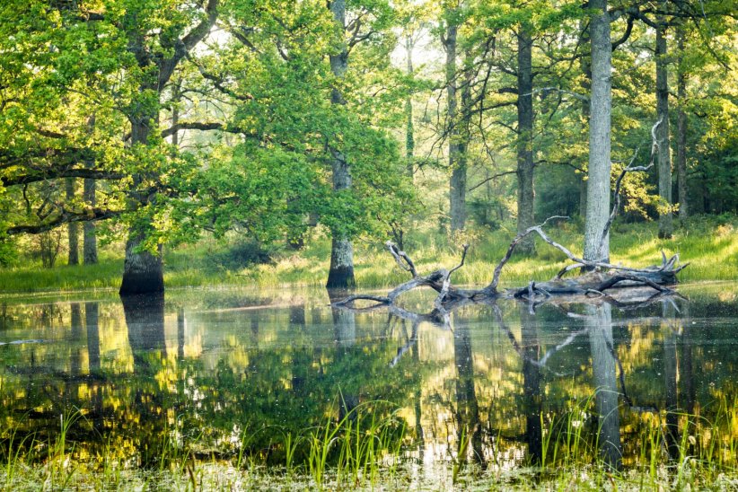 La forêt de Chambord La forêt de Chambord