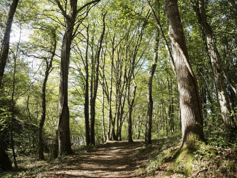 La forêt de Tronçais (Allier) La forêt de Tronçais (Allier)