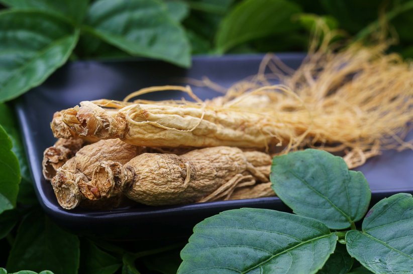 Le ginseng, une plante stimulante Le ginseng, une plante stimulante