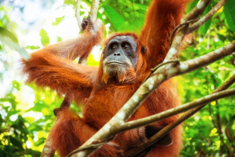 Une menace pour les animaux... Une menace pour les animaux...