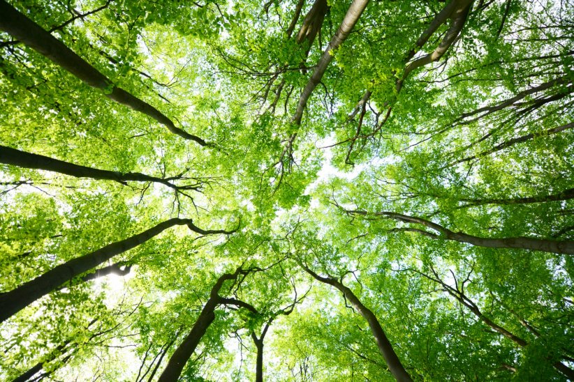 Planter des milliards d'arbres Planter des milliards d'arbres