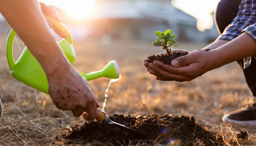 Planter des arbres Planter des arbres