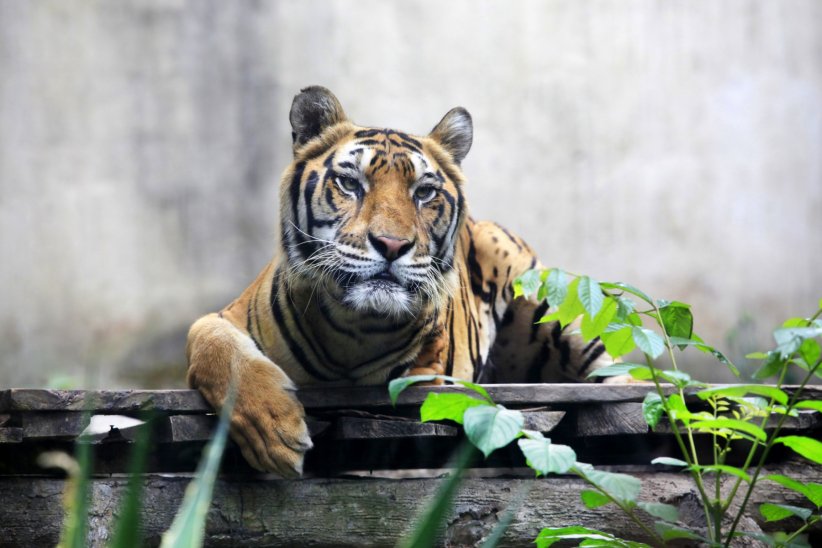 Le tigre de Bali Le tigre de Bali
