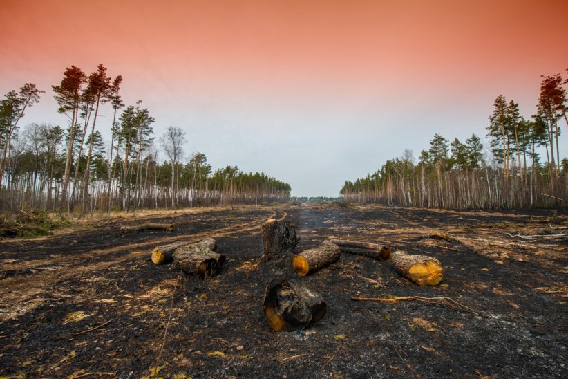 73% de la déforestation mondiale causés par l'agriculture 73% de la déforestation mondiale causés par l'agriculture