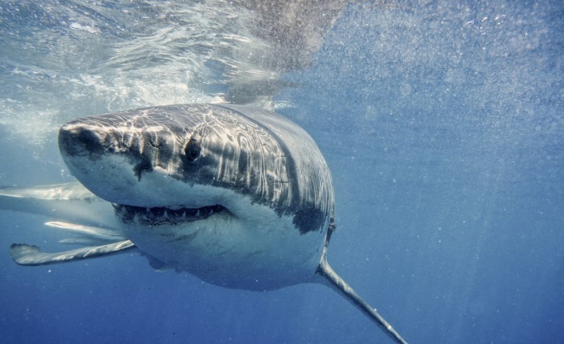 Le grand requin Le grand requin