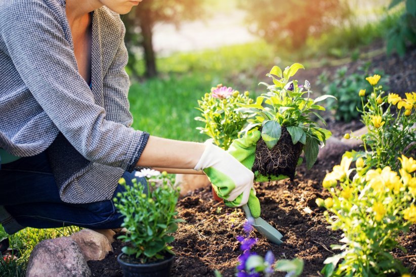 Les plantes, il faut soigner Les plantes, il faut soigner