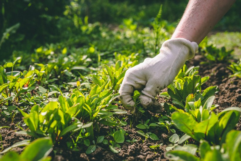Désherber, la clé d'un bon potager Désherber, la clé d'un bon potager