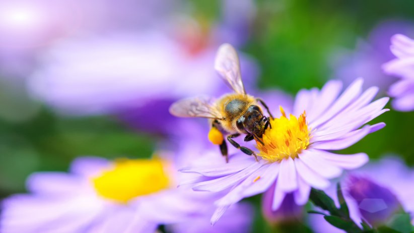 Ne pas cueillir les fleurs sauvages Ne pas cueillir les fleurs sauvages