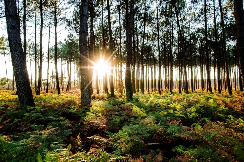 La forêt des Landes (Nouvelle-Aquitaine) La forêt des Landes (Nouvelle-Aquitaine)
