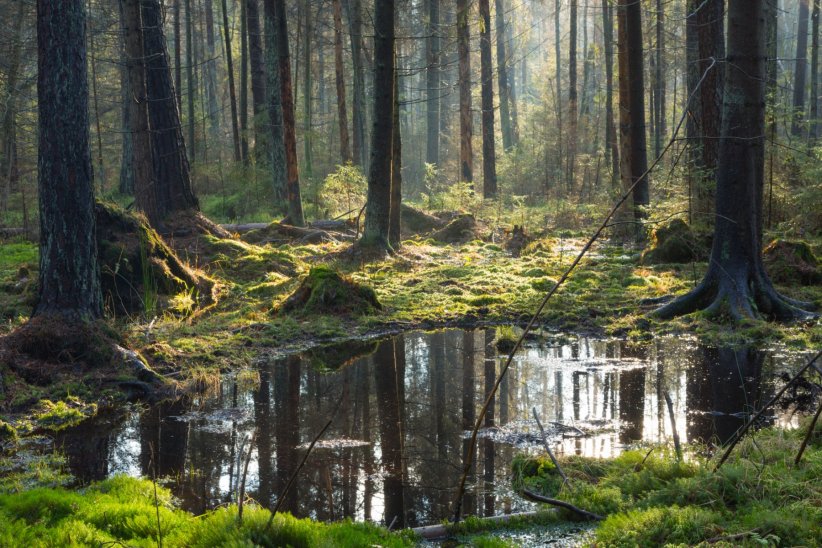 La forêt Bialowieza La forêt Bialowieza