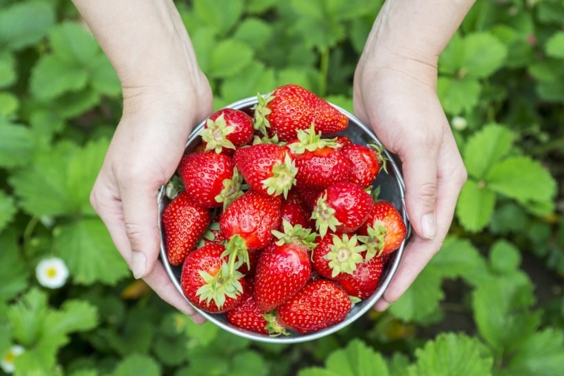 Les fruits de saison : patienter pour manger plus écolo Les fruits de saison : patienter pour manger plus écolo