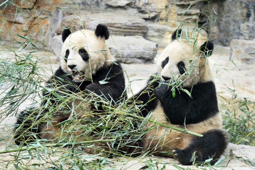 Le zoo de Pékin Le zoo de Pékin