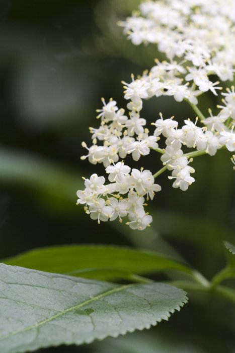 Les fleurs de sureau contre les démangeaisons Les fleurs de sureau contre les démangeaisons