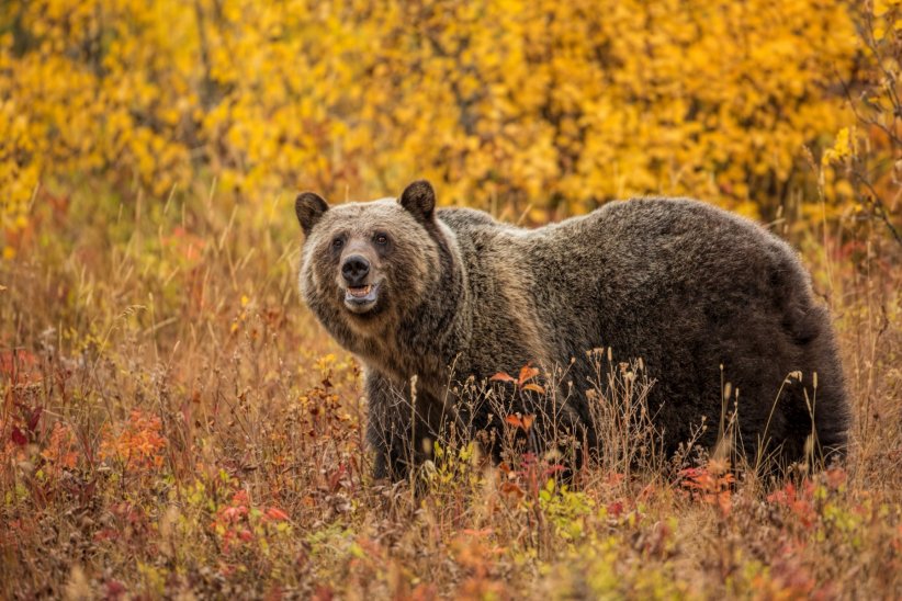 Le grizzli de Californie Le grizzli de Californie