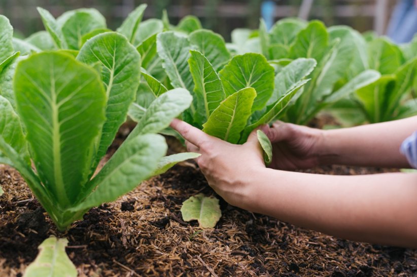 Plants ou semis ? Faire le bon choix Plants ou semis ? Faire le bon choix
