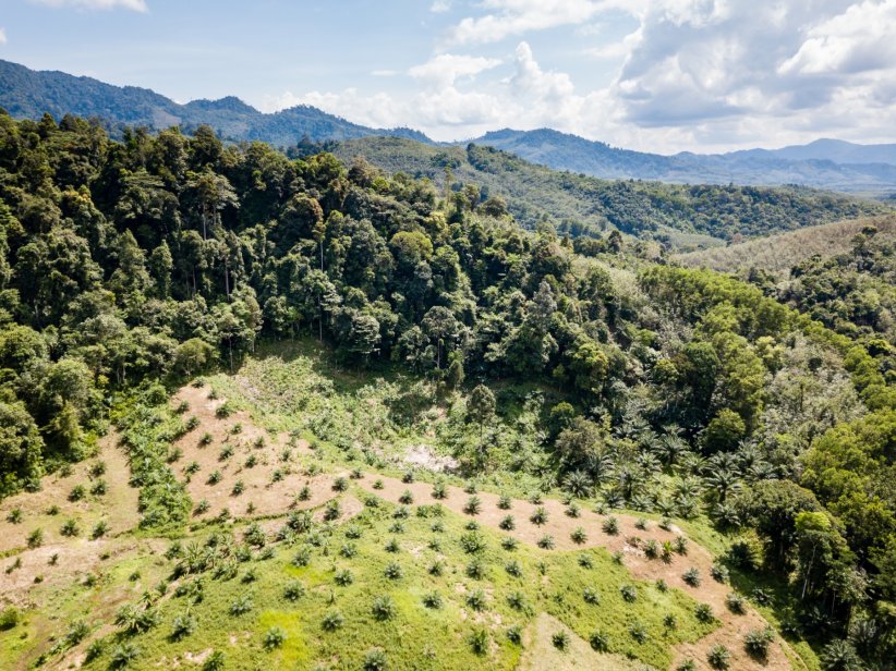 Des tourbières converties en plantation Des tourbières converties en plantation