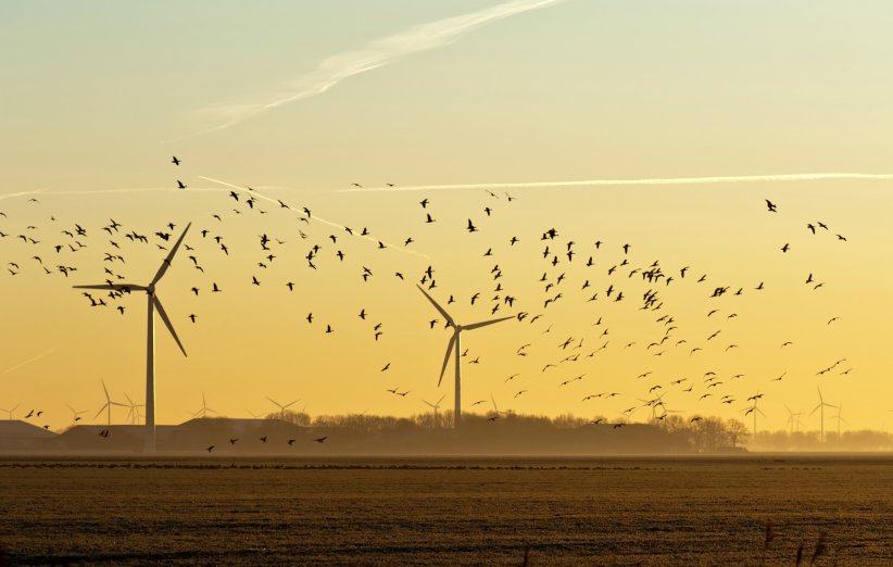 Elles tuent de nombreux oiseaux Elles tuent de nombreux oiseaux