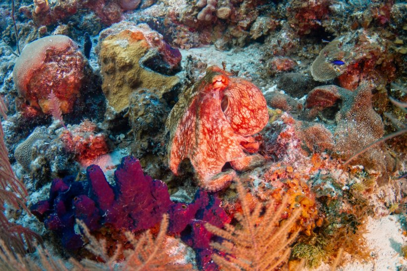 C'est un expert du camouflage C'est un expert du camouflage