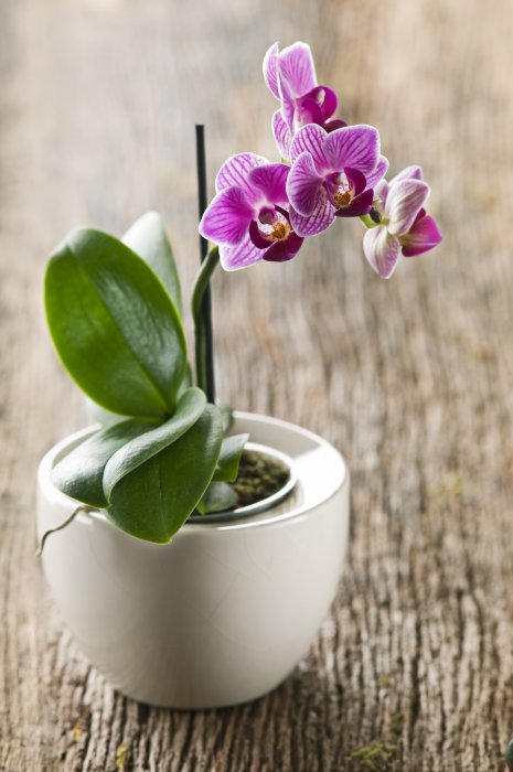 L'orchidée : une fleur parfaite pour séduire L'orchidée : une fleur parfaite pour séduire
