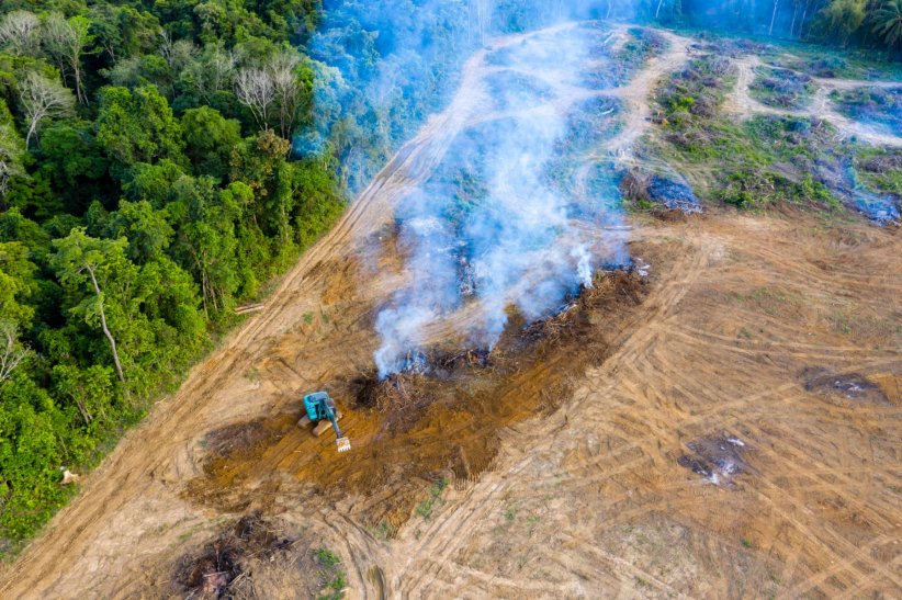 Les terrains calcinés pour la mise en culture engendrent des émissions de CO2 Les terrains calcinés pour la mise en culture engendrent des émissions de CO2